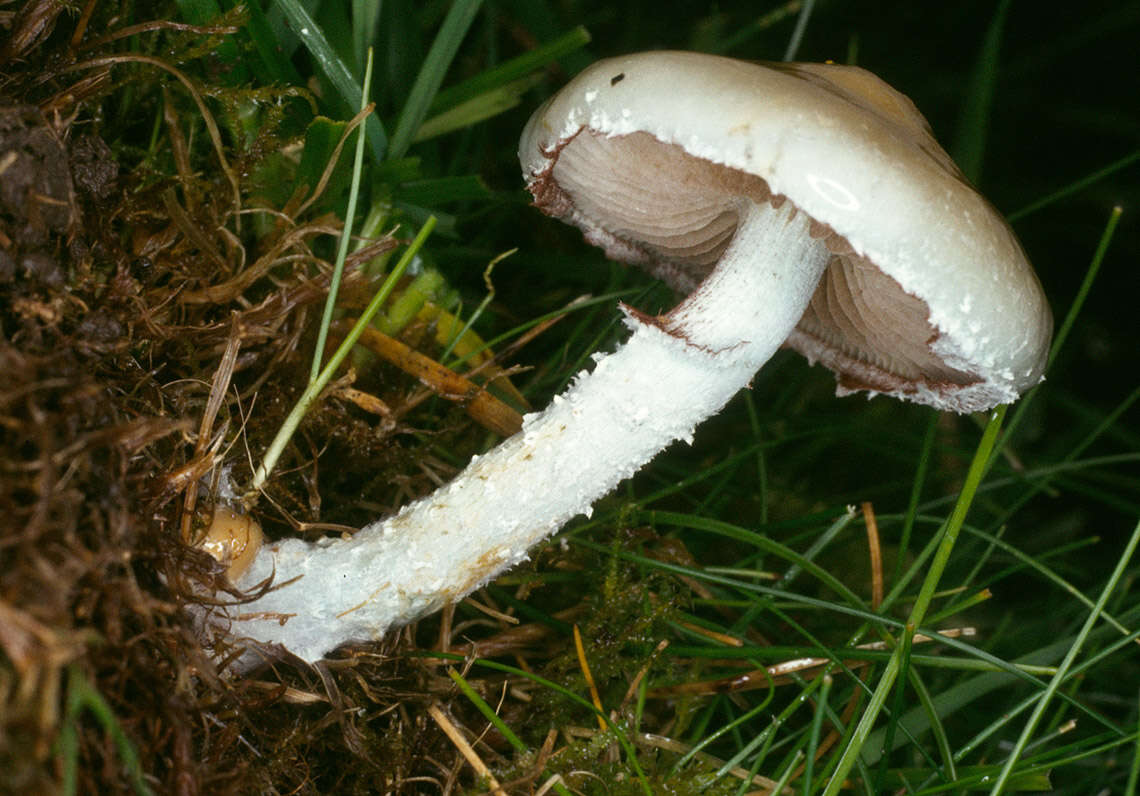 Image de Stropharia caerulea Kreisel 1979