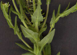 Image of field pepperweed