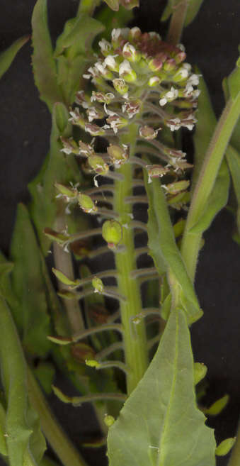 Image of field pepperweed