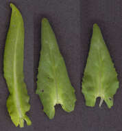 Image of field pepperweed