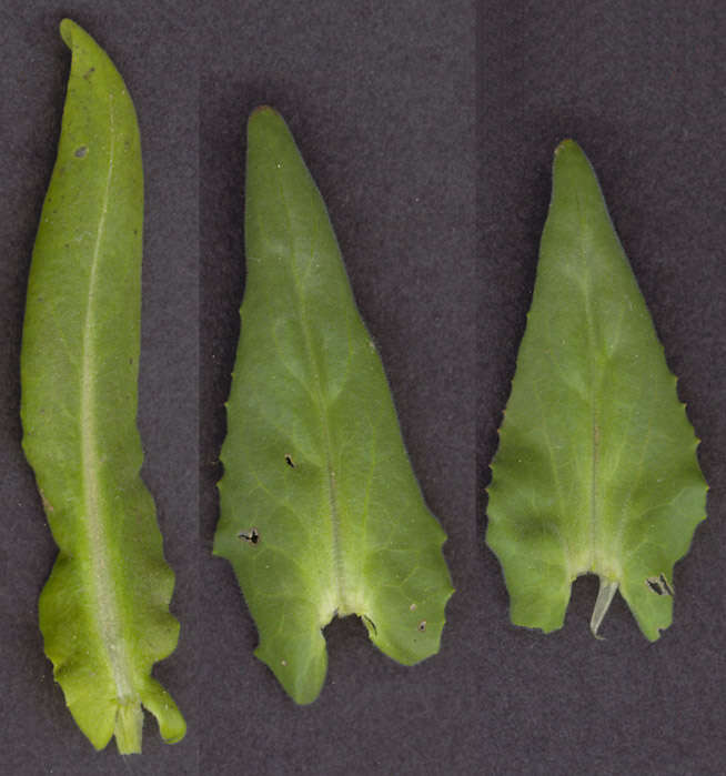 Image of field pepperweed