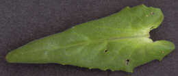 Image of field pepperweed