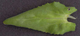 Image of field pepperweed