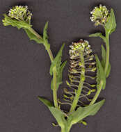 Image of field pepperweed