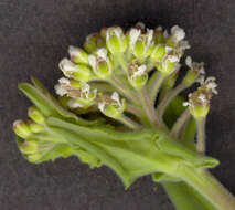 Image of field pepperweed