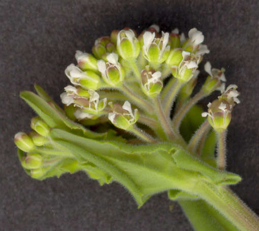 Image of field pepperweed