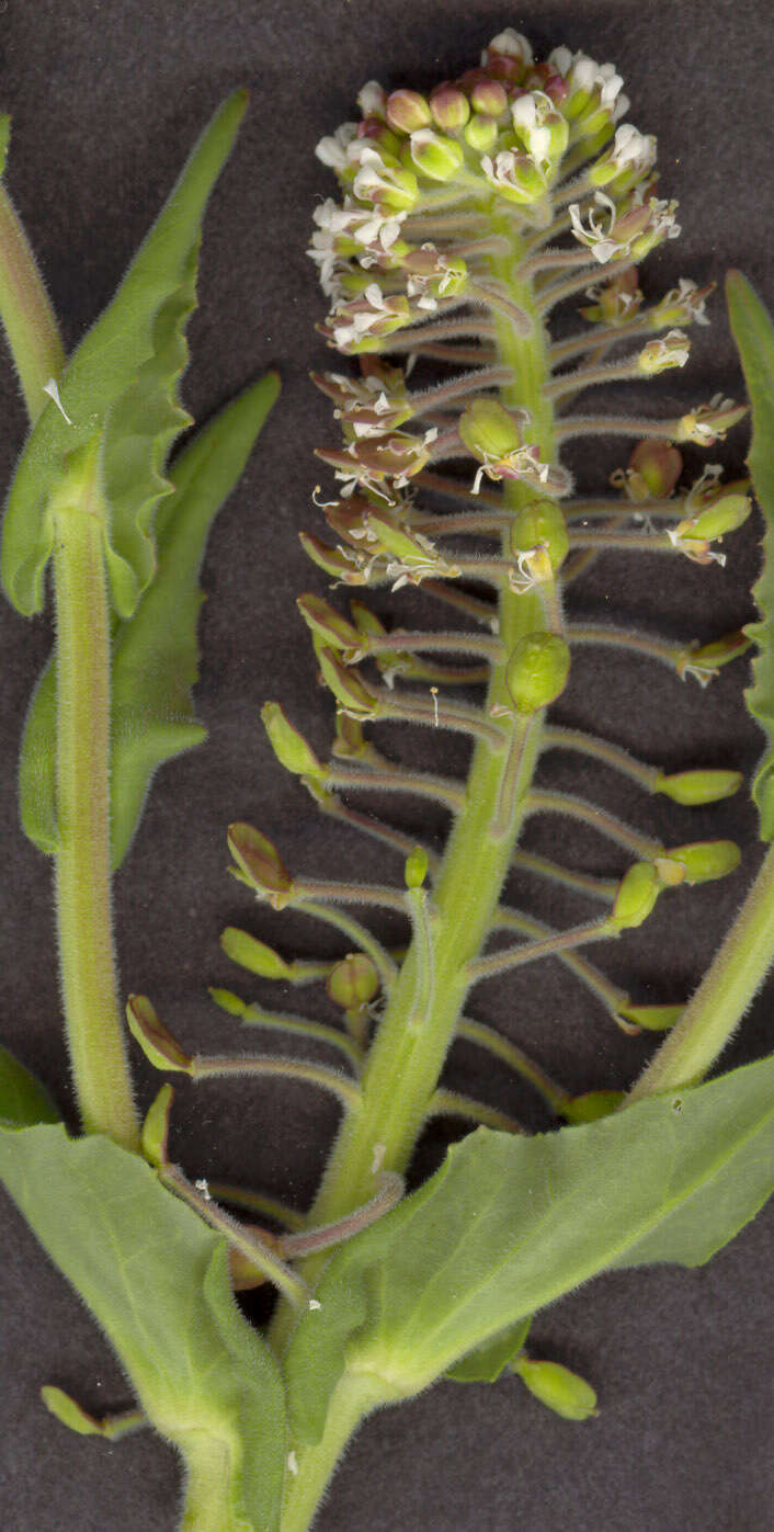 Image of field pepperweed