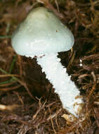 Image of Stropharia caerulea Kreisel 1979