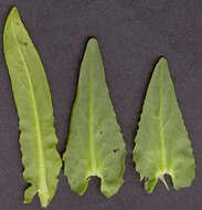 Image of field pepperweed