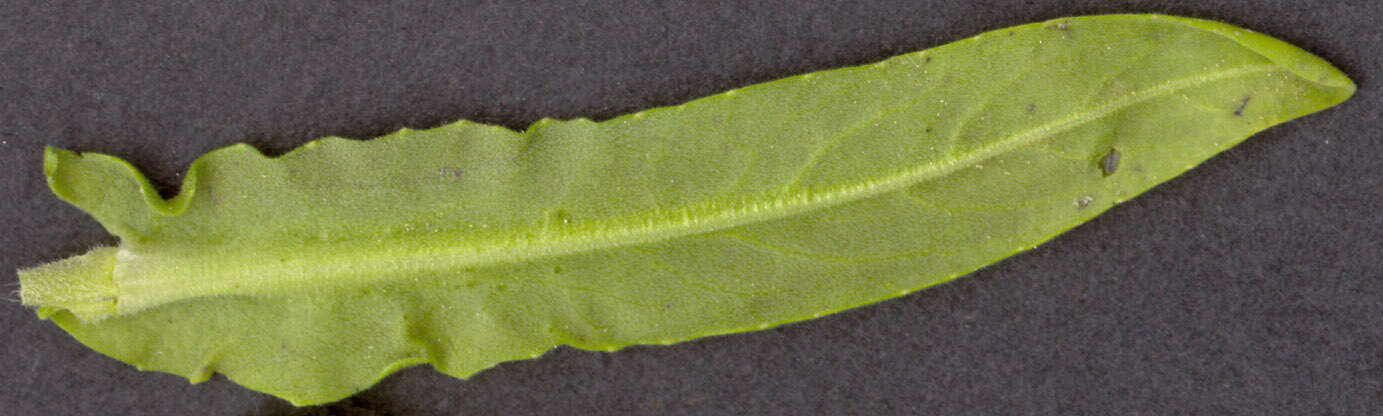 Image of field pepperweed