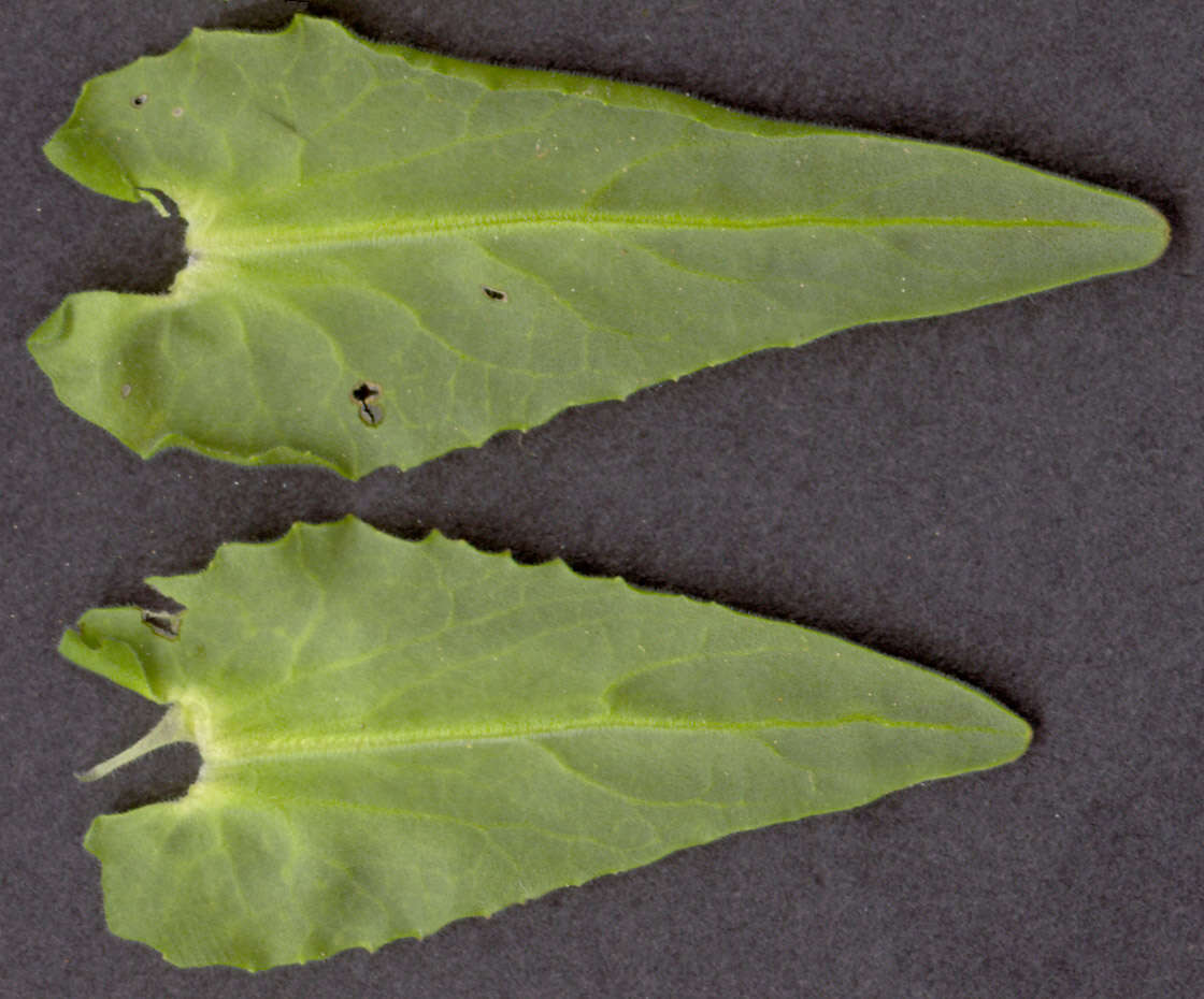 Image of field pepperweed