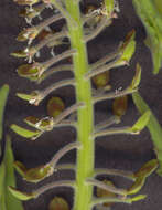 Image of field pepperweed