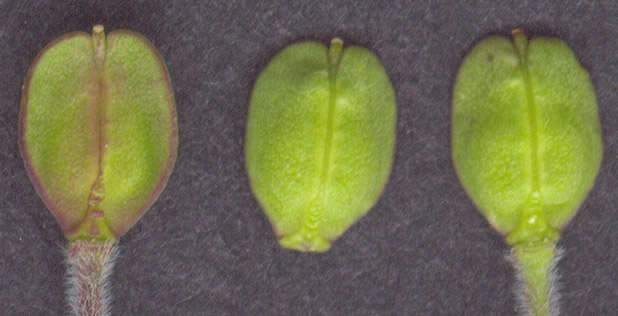 Image of field pepperweed