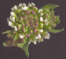 Image of field pepperweed