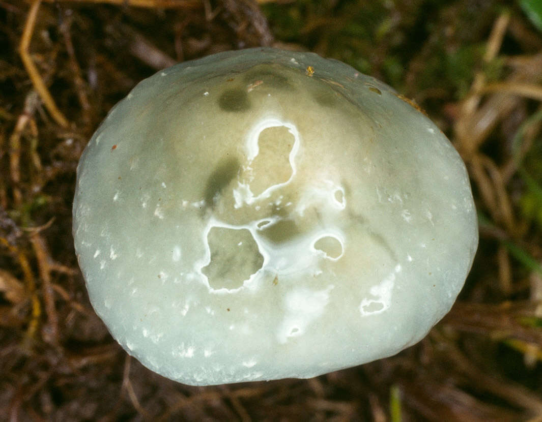 Image de Stropharia caerulea Kreisel 1979