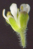 Image of field pepperweed