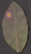 Image of Puccinia festucae Plowr. 1893