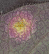 Image of Puccinia festucae Plowr. 1893