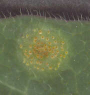 Image of Puccinia festucae Plowr. 1893