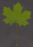 Image of Norway Maple