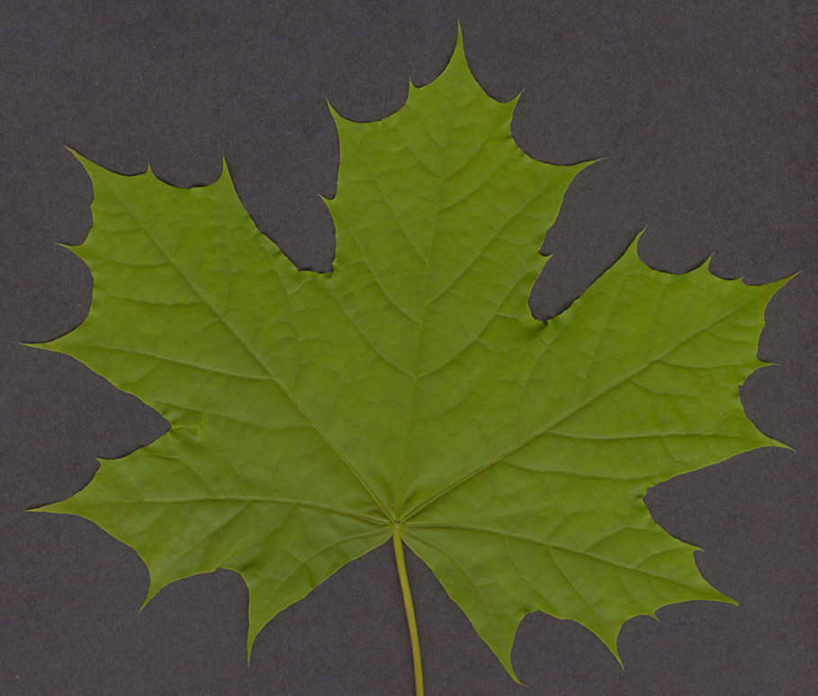 Image of Norway Maple