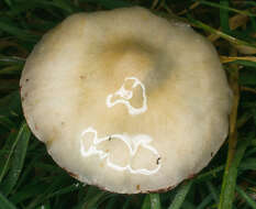 Image de Stropharia caerulea Kreisel 1979