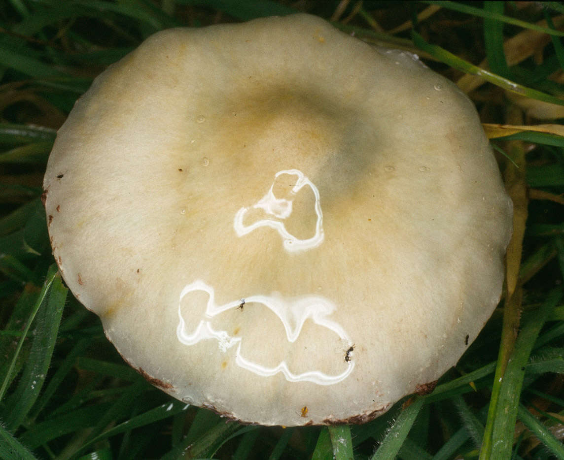 Image de Stropharia caerulea Kreisel 1979