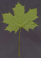 Image of Norway Maple