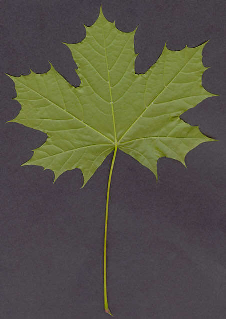 Image of Norway Maple