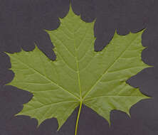 Image of Norway Maple