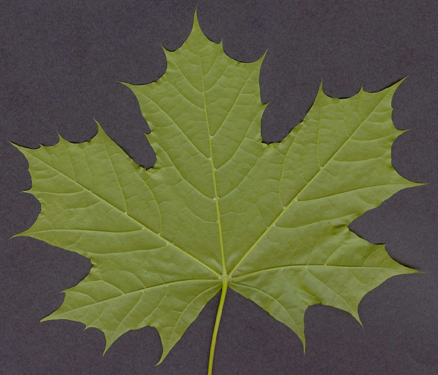 Image of Norway Maple