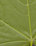 Image of Norway Maple