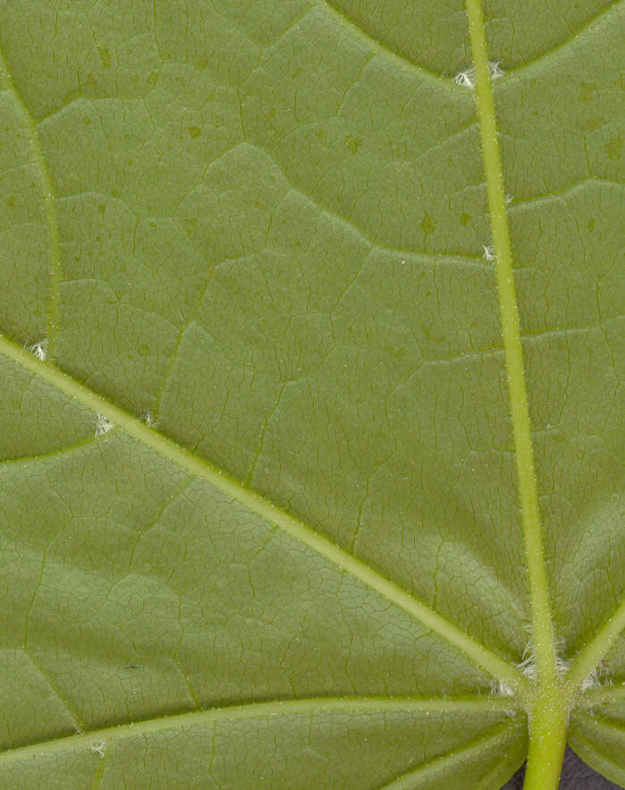 Image of Norway Maple