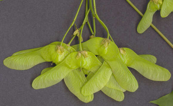 Image of Norway Maple