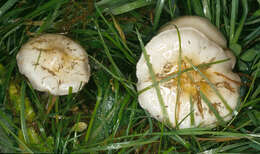 Image de Stropharia caerulea Kreisel 1979