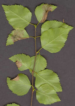 Image of Purplish Birch-miner Moth