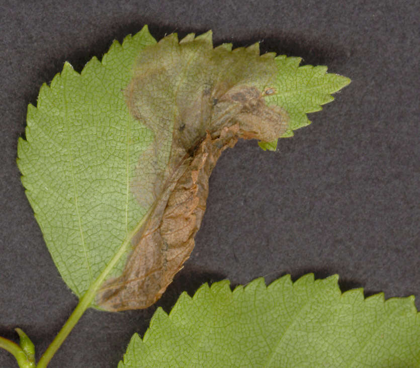 Image of Purplish Birch-miner Moth