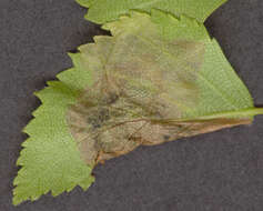 Image of Purplish Birch-miner Moth