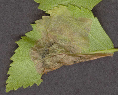 Image of Purplish Birch-miner Moth