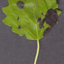 Image de <i>Populus</i> alba × Populus <i>tremula</i>