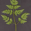 Image of Plasmopara chaerophylli