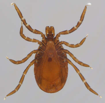 Image of Ixodes ricinus (Linnaeus 1758)