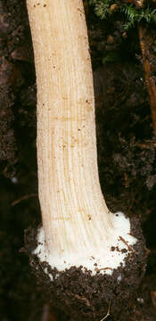 Image of Inocybe asterospora Quél. 1880