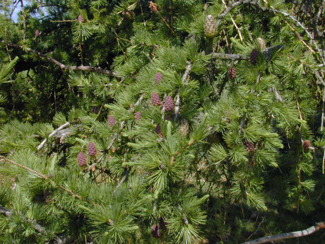 Plancia ëd Larix decidua Mill.