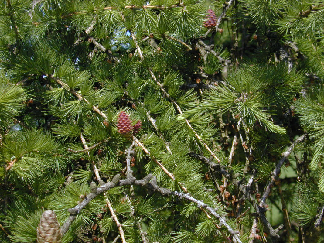 Plancia ëd Larix decidua Mill.