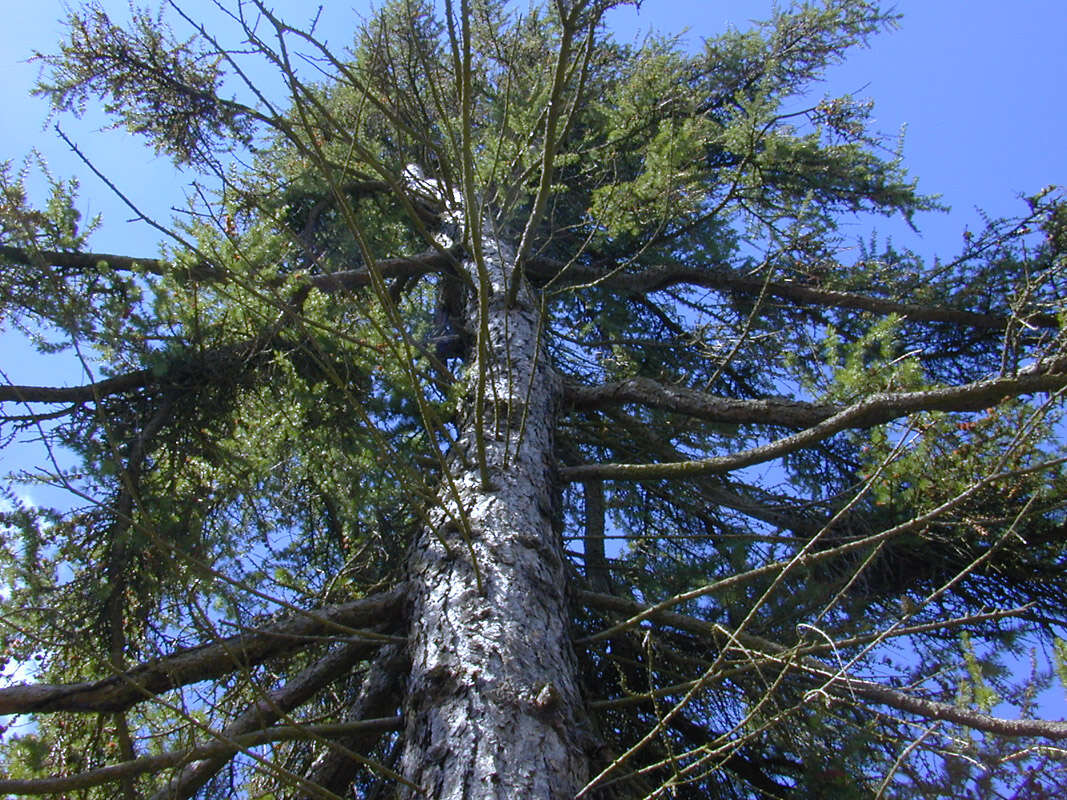 Plancia ëd Larix decidua Mill.