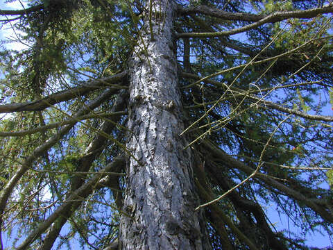 Image of European Larch