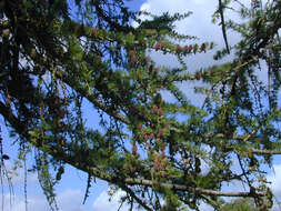 Image of European Larch