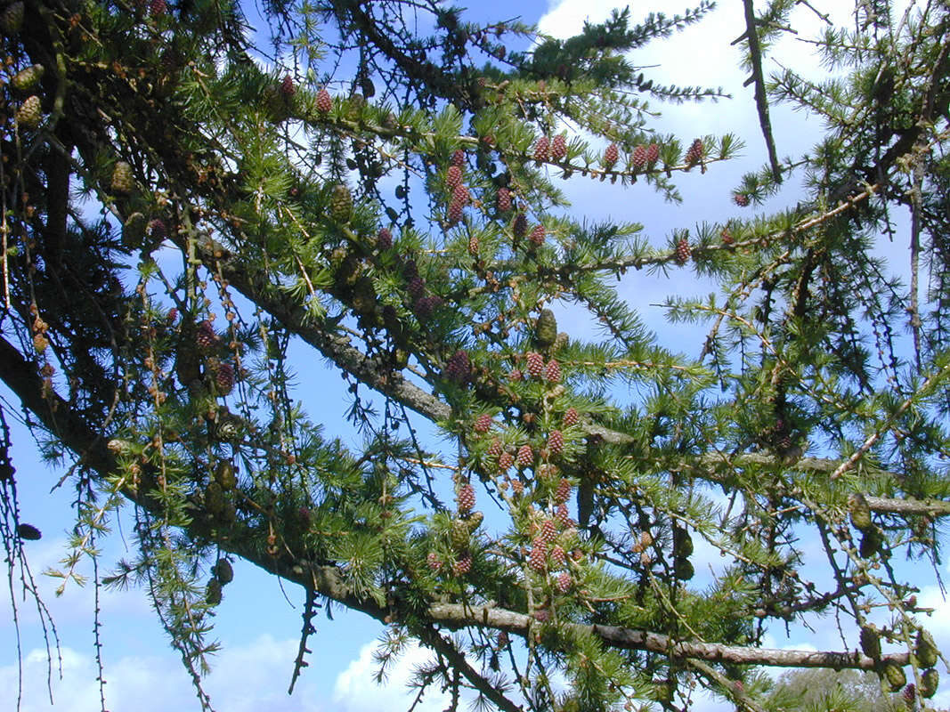 Image of European Larch