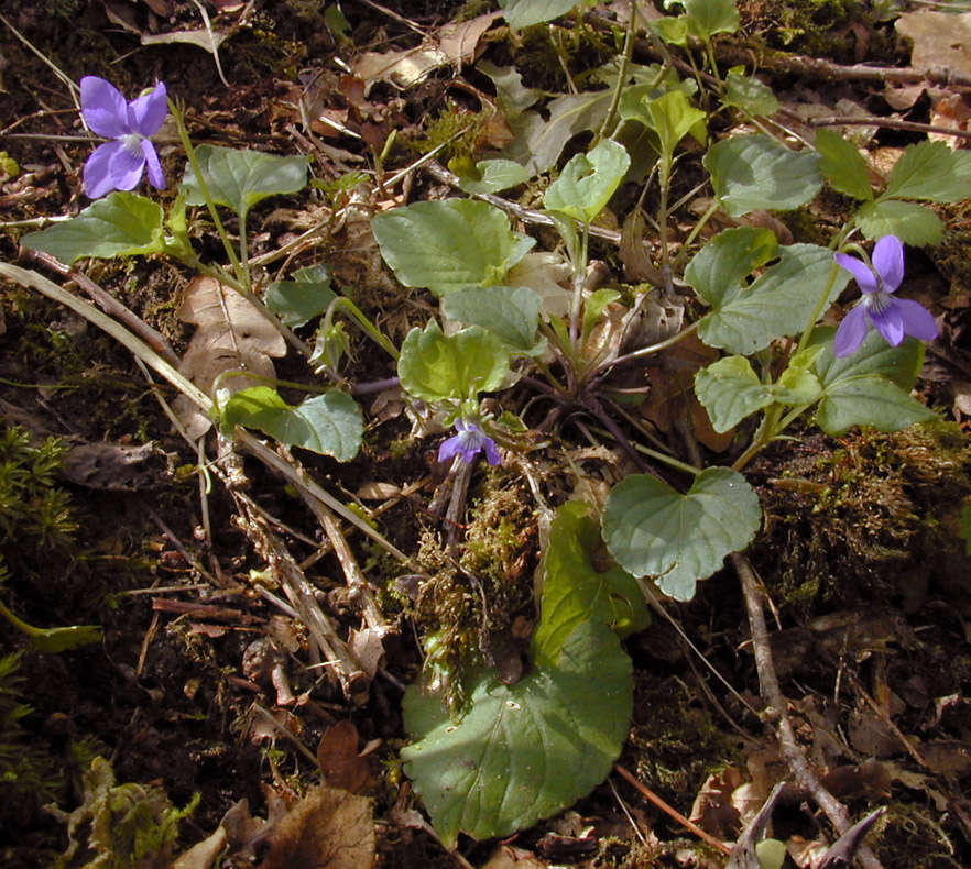 Image of common dog-violet